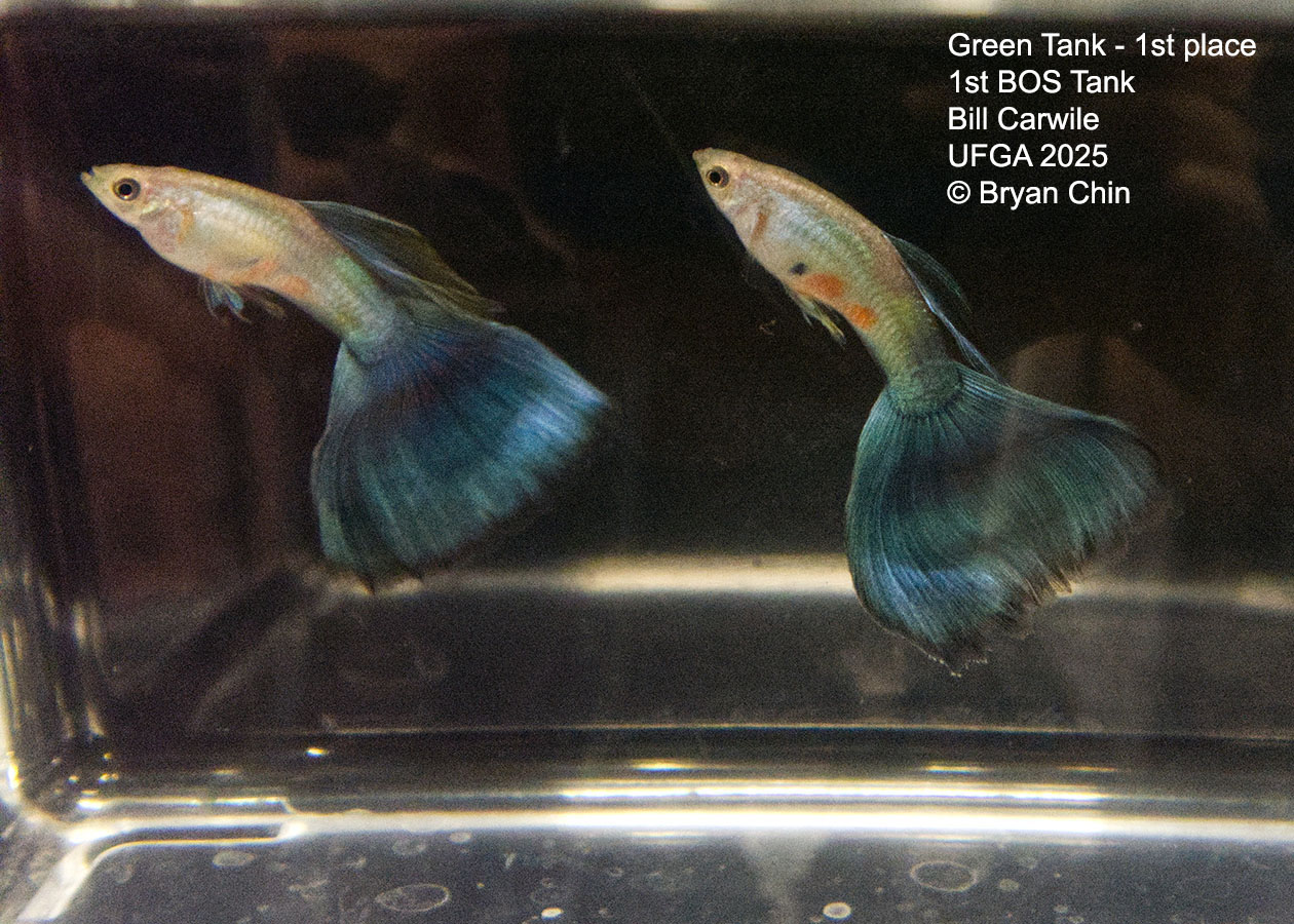 Guppy Green